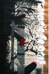 Felipe Yung Pelúcia Sakura Acrílica sobre pergaminho de seda japonesa 200 x 60 cm, 2009