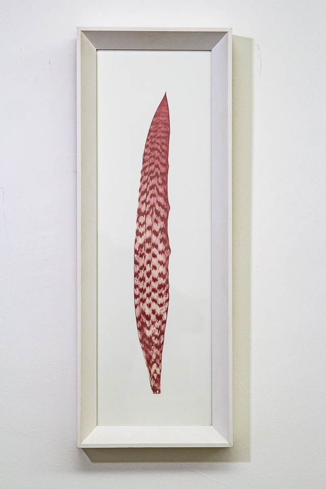 Christus Nobrega, Sudário - Espada de são Jorge, Impressão jato de tinta com tinta feita de sangue, 65 x 30 cm, 2013/14