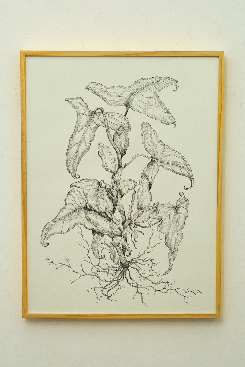 Vítor Mizael, Sem título, Nanquim sobre papel, 74 x 54 cm 2016-18