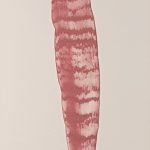 Christus Nobrega, Sudário - Espada de são Jorge, Impressão jato de tinta com tinta feita de sangue, 65 x 30 cm, 2013/14